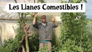 Forêt-comestible : Cultiver des lianes