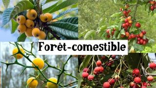 Fruitiers originaux et rustiques pour la forêt-comestible