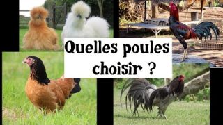 Quelles poules choisir ?