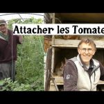 Potager : Attacher les tomates