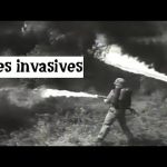 Les Invasives (chanson nuisible)