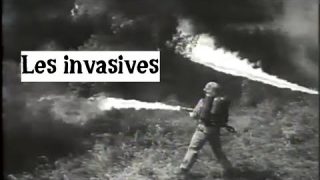 Les Invasives (chanson nuisible)