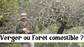 Forêt comestible ou verger ? (et Chop and Drop)