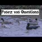 Posez vos questions…