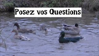 Posez vos questions…