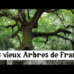 Les plus vieux arbres de France