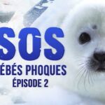 SOS bébés phoques – Episode 2