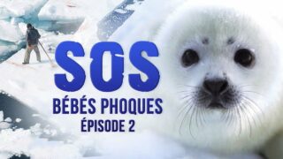 SOS bébés phoques – Episode 2