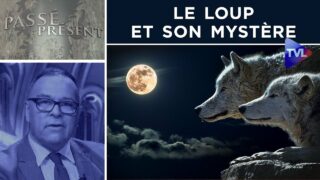 Le loup et son mystère – Passé-Présent n°313 – TVL