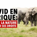 Covid en Afrique : quand la nature reprend ses droits