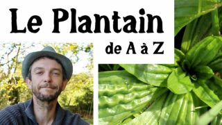 Le plantain de A à Z (presque)