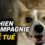 Mesures sanitaires : indignation après le meurtre d’un chien ; Sommet virtuel Biden-Xi Jinping