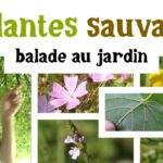 5 plantes sauvages au jardin (juillet et juin)