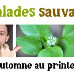 4 salades sauvages d’automne