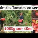 Cultiver les Tomates en Serre (et récolter énormément !)