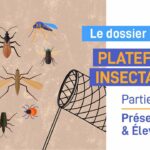 Plateforme insectarium : présentation et élevages – Partie 1