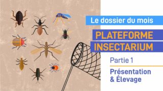 Plateforme insectarium : présentation et élevages – Partie 1