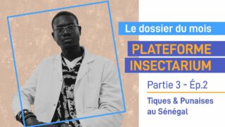 Plateforme insectarium : Tiques & Punaises au Sénégal – Partie 3 Ép.2