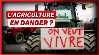 Inquiétante diminution du nombre d’agriculteurs en France ; Manifestation à Berlin | NTD L’Actu