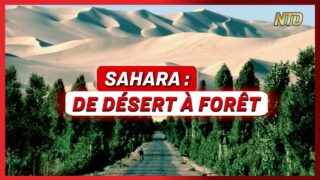 Le projet qui transforme le Sahara ; La Suède face à la Russie et la Chine | NTD L’Actu