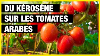 Verser du kérosène sur les tomates arabes – Citation israélienne