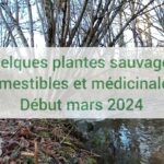 Quelques plantes sauvages comestibles et médicinales (Début mars 2024)
