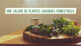 Une salade de plantes sauvages comestibles 🌱