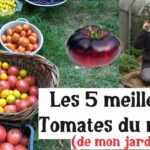Les 5 Meilleures Tomates du Monde (de mon jardin) !