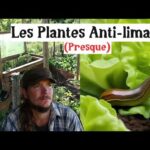 Les plantes qui résistent aux limaces, aux escargots et plus encore …