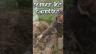 Comment semer les carottes ! #jardin #carottes