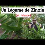 Un légume vivace de Zinzin (le Mioga)