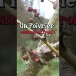 Cultiver un poivrier au jardin ! #permaculture