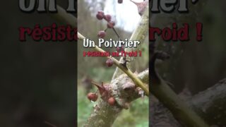 Cultiver un poivrier au jardin ! #permaculture