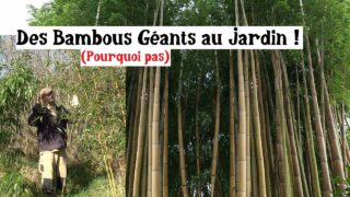 Des Bambous Géants au Jardin !