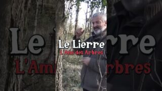 Le lierre l’ami des arbres (avec Hervé Covès) #jardin #forêt