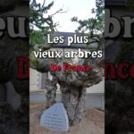 Les plus vieux arbres de France #arbre