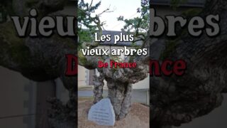 Les plus vieux arbres de France #arbre