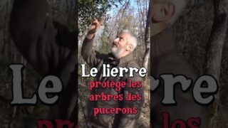 Lierre et Pucerons (Hervé Covès) #jardin