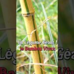 Un légume géant ! le bambou vivax #permaculture