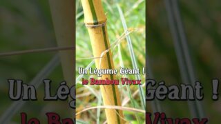 Un légume géant ! le bambou vivax #permaculture