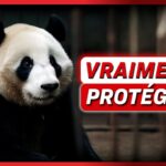 Comment la Chine a détourné des millions d’euros destinés à protéger les pandas