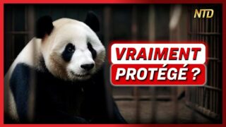 Comment la Chine a détourné des millions d’euros destinés à protéger les pandas