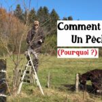 Comment tailler un pêcher ? (Pourquoi ?)