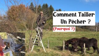 Comment tailler un pêcher ? (Pourquoi ?)