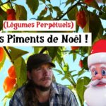 Les Piments de Noël !