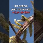 Des Arbres pour les Abeilles ! (entre autres) #biodiversité