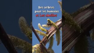 Des Arbres pour les Abeilles ! (entre autres) #biodiversité