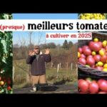 C’est parti pour les semis de tomates 2025 !