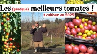 C’est parti pour les semis de tomates 2025 !