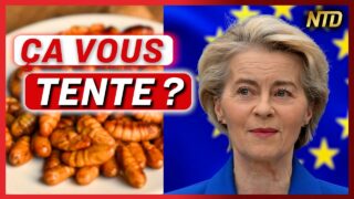 Farine d’insectes dans les aliments : Est-ce acceptable ? Les Français réagissent !